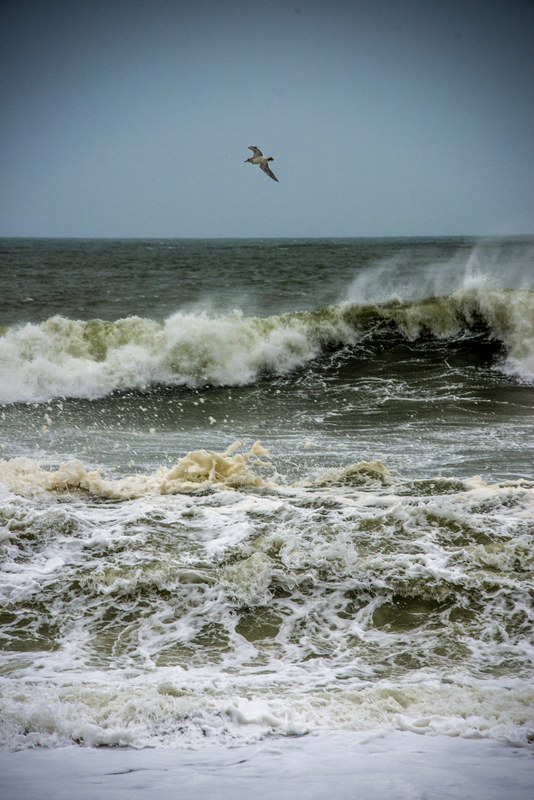 Seagull in flight above churning storm surf on a grey Pacific coast